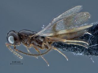 Calotelea_SAM-HYM-P035031_habitus_lateral