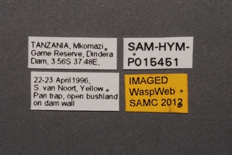 Ceratobaeus_SAM-HYM-P015451_Labels
