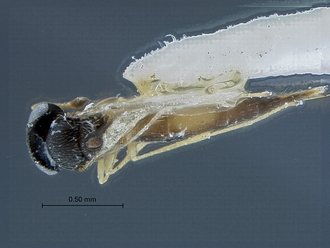Ceratobaeus_SAM-HYM-P015451_habitus_dorsal