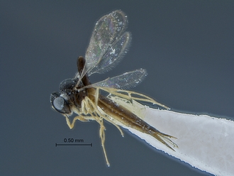 Ceratobaeus_SAM-HYM-P015451_habitus_lateral