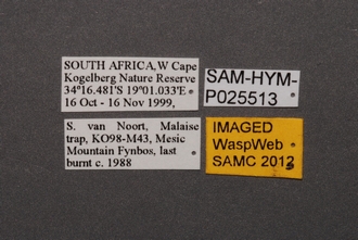 Ceratobaeus_SAM-HYM-P025513_Labels
