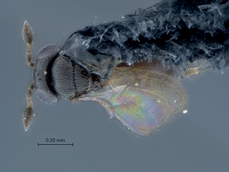 Ceratobaeus_SAM-HYM-P025513_habitus_dorsal