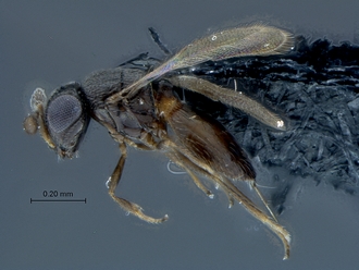 Ceratobaeus_SAM-HYM-P025513_habitus_lateral