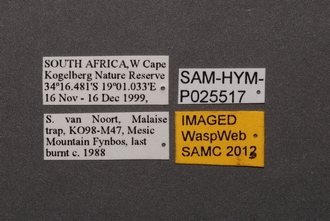Ceratobaeus_SAM-HYM-P025517_Labels