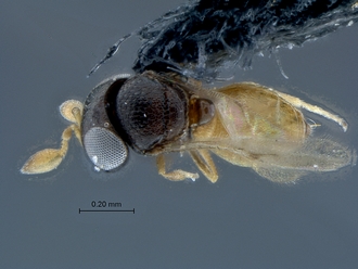 Ceratobaeus_SAM-HYM-P025517_habitus_dorsal