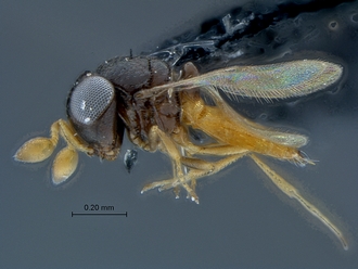 Ceratobaeus_SAM-HYM-P025517_habitus_lateral
