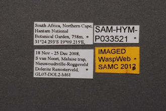 Ceratobaeus_SAM-HYM-P033521_Labels