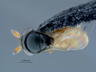 Ceratobaeus_SAM-HYM-P033521_habitus_lateral