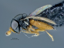 Ceratobaeus_SAM-HYM-P033521_habitus_lateral