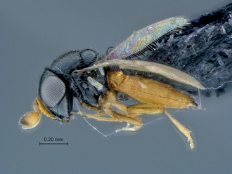 Ceratobaeus_SAM-HYM-P033521_habitus_lateral