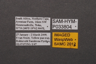 Ceratobaeus_SAM-HYM-P033804_Labels