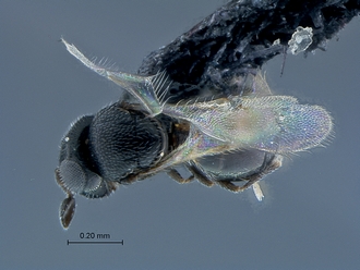 Ceratobaeus_SAM-HYM-P033804_habitus_dorsal