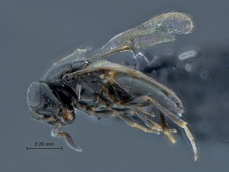 Ceratobaeus_SAM-HYM-P033804_habitus_lateral