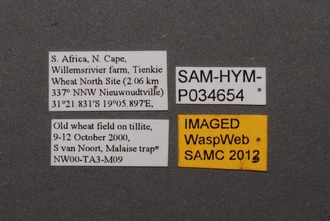 Ceratobaeus_SAM-HYM-P034654_Labels