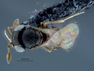 Ceratobaeus_SAM-HYM-P034654_habitus_dorsal