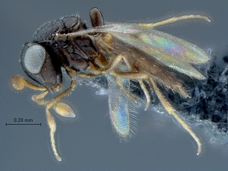 Ceratobaeus_SAM-HYM-P034654_habitus_lateral