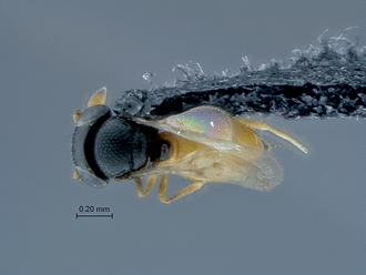 Ceratobaeus_SAM-HYM-P037738_habitus_dorsal