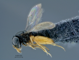 Ceratobaeus_SAM-HYM-P037738_habitus_lateral