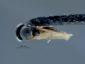 Ceratobaeus_SAM-HYM-P038943_habitus_dorsal