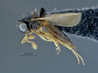 Ceratobaeus_SAM-HYM-P038943_habitus_lateral
