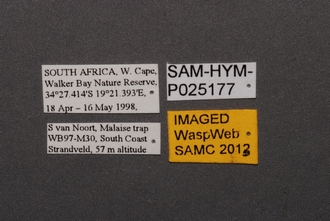 Dicroscelio_SAM-HYM-P025177_Labels