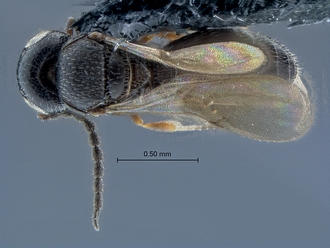 Dicroscelio_SAM-HYM-P025177_habitus_dorsal