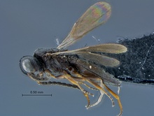 Dicroscelio_SAM-HYM-P025177_habitus_lateral