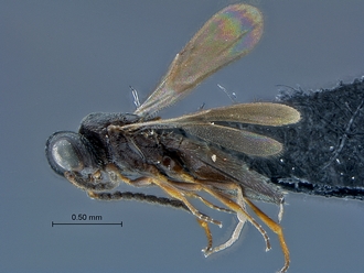 Dicroscelio_SAM-HYM-P025177_habitus_lateral