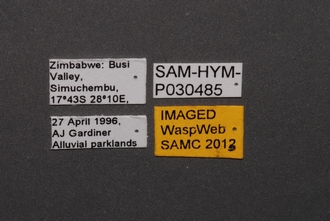 Dicroscelio_SAM-HYM-P030485_Labels