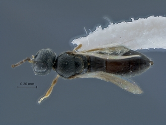 Dicroscelio_SAM-HYM-P030485_habitus_dorsal