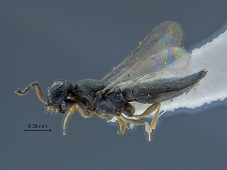 Dicroscelio_SAM-HYM-P030485_habitus_lateral