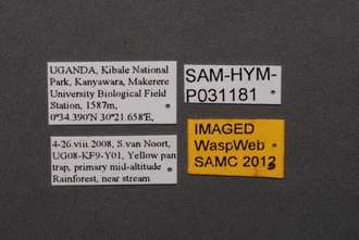 Dicroscelio_SAM-HYM-P031181_Labels