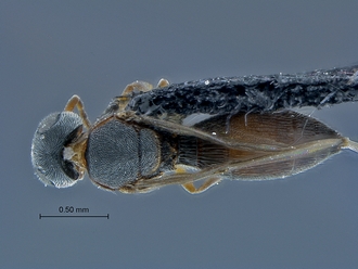 Dicroscelio_SAM-HYM-P031181_habitus_dorsal