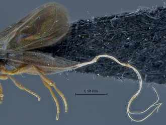 Dicroscelio_SAM-HYM-P031181_metasoma_lateral
