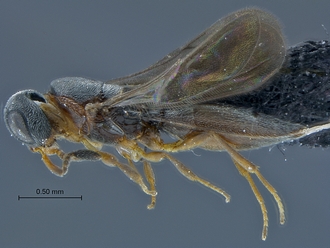 Dicroscelio_SAM-HYM-P031181_habitus_lateral