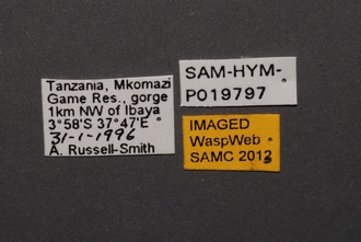 Dodiella_SAM-HYM-P019797_Labels