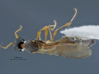Dodiella_SAM-HYM-P019797_habitus_dorsal