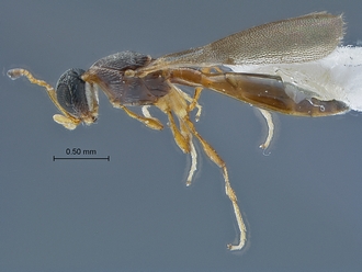 Dodiella_SAM-HYM-P019797_habitus_lateral