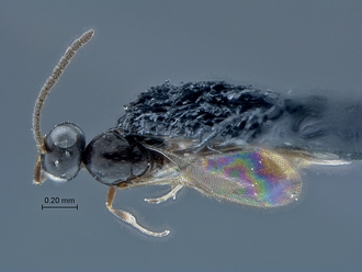 Duta_SAM-HYM-P026127_habitus_dorsal