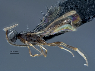 Duta_SAM-HYM-P026127_habitus_lateral