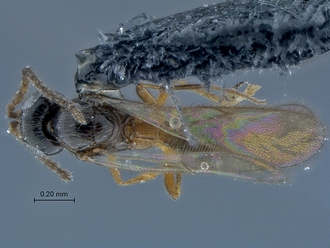 Duta_SAM-HYM-P026190_habitus_dorsal