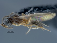 Duta_SAM-HYM-P026190_habitus_lateral