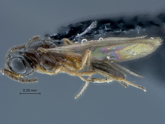 Duta_SAM-HYM-P026190_habitus_lateral