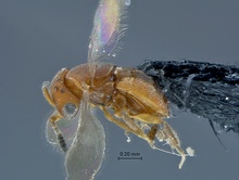 Dyscritobaeus_SAM-HYM-P030681_habitus_lateral