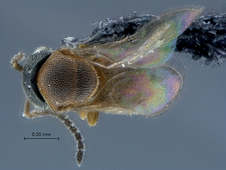 Dyscritobaeus_SAM-HYM-P030683_habitus_dorsal