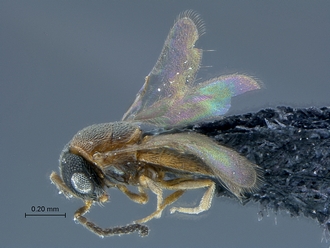 Dyscritobaeus_SAM-HYM-P030683_habitus_lateral