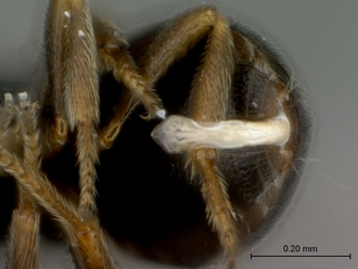 Echthrodesis_lamorali_SAM-HYM-P030893_male_aedeagus
