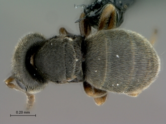 Echthrodesis_lamorali_SAM-HYM-P030893_male_habitus_dorsal
