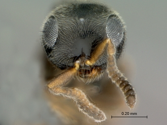 images/Echthrodesis_lamorali_SAM-HYM-P030893_male_head_frontal_330.jpg