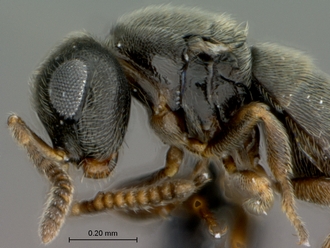 Echthrodesis_lamorali_SAM-HYM-P030893_male_head_mesosoma_lateral